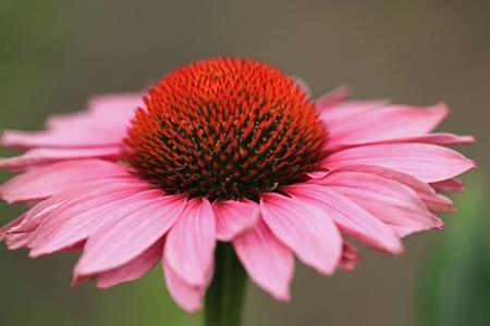 Lass die Blumen blühen!