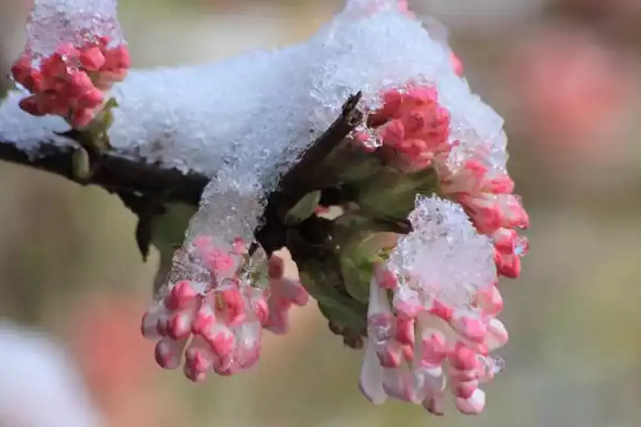 Es erscheint wie ein Wunder, wenn der Winterschneeball in Eis und Kälte erblüht. | Foto: jh