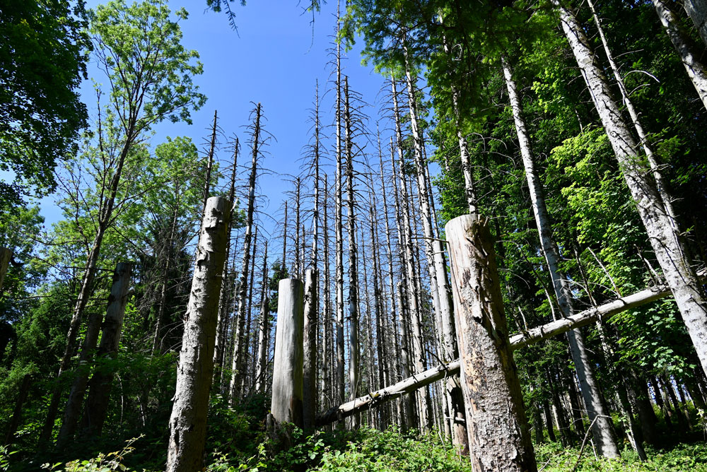 Dem natürlichen Kreislauf überlassen: Die vom Borkenkäfer befallenen Nadelbäume werden nur in Wegnähe gekappt. | Foto: Michael Schäppi