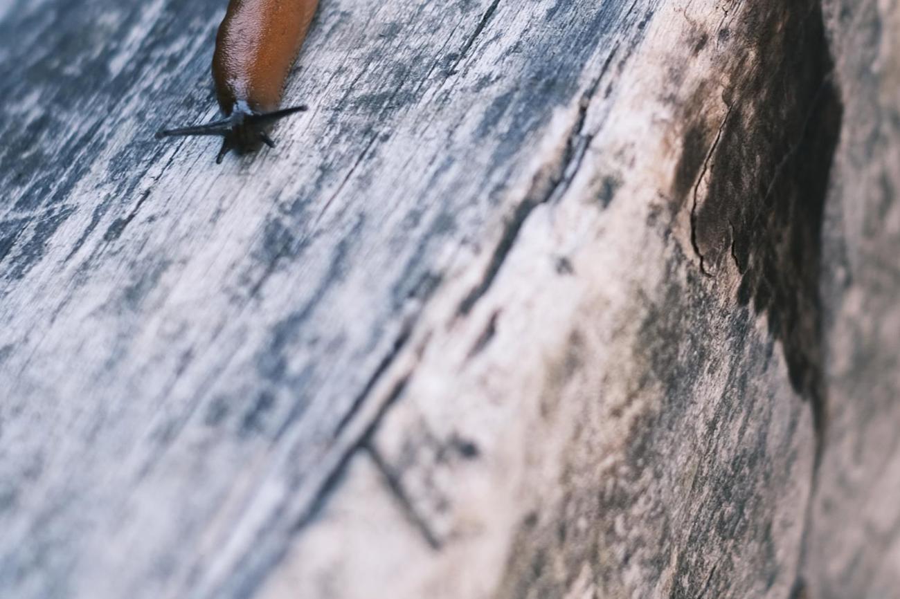 «Boah, du kriechst wie eine Schnecke. Das ist ja mal wieder typisch!» Bild: sy