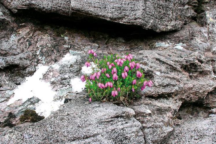 Resilienz