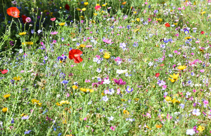 Blumen