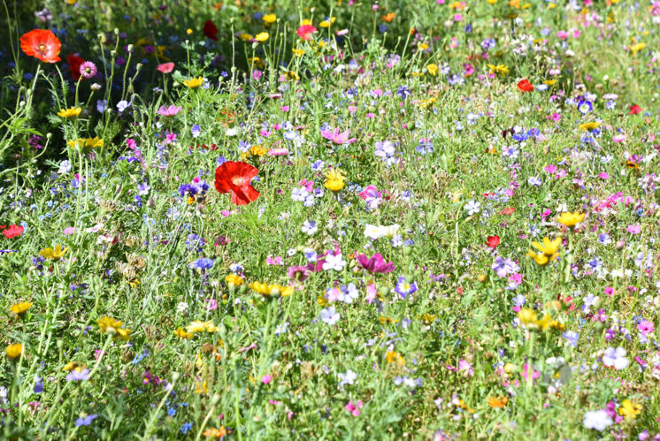 Blumen