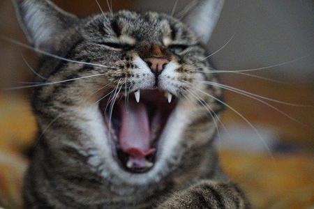 Lachen ist gesund!