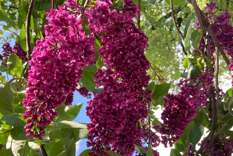 Violett - die Farbe des Jahres
