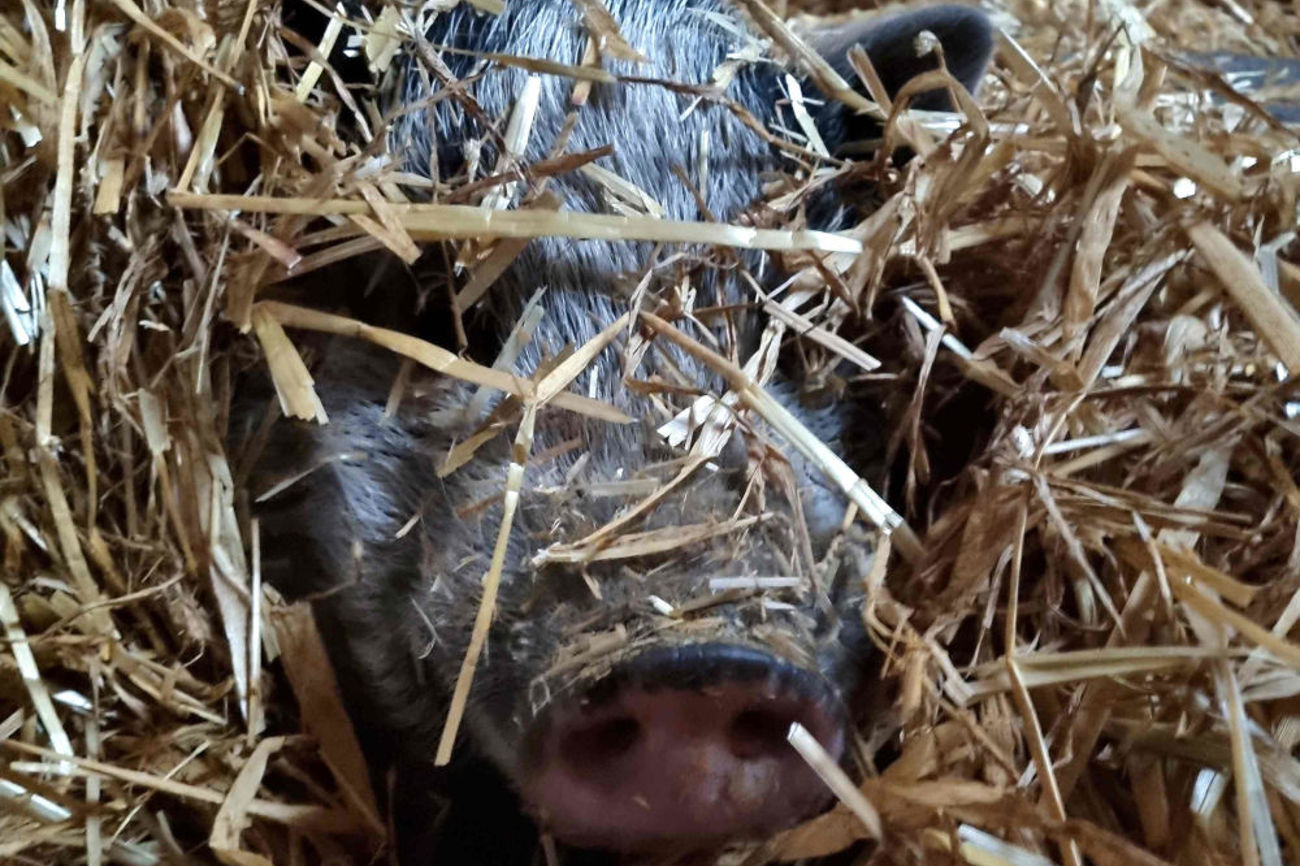 Wer einem Schwein in die Augen gesehen hat, isst keine Würstchen mehr. | Quelle: Anna Schindler