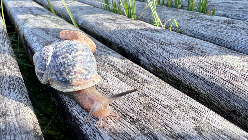 Die Schnecke und ich