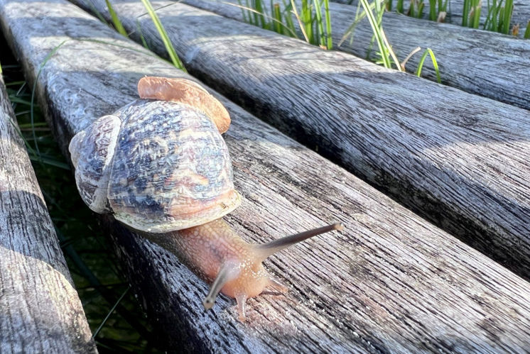 Die Schnecke und ich
