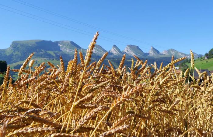 Wie hoch oben im Alpstein Getreide gedeiht