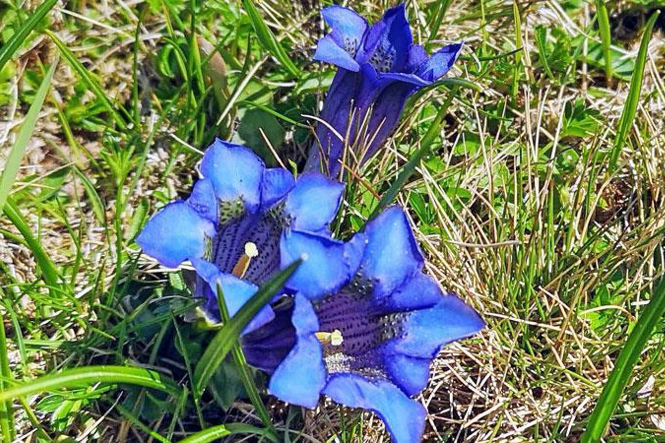 Enzian vor der Meglisalp im Alpstein. Sich zu bücken und das Auge auf einer Blume ruhen zu lassen, ist auch eine Pilgerei. |Thomas Widmer