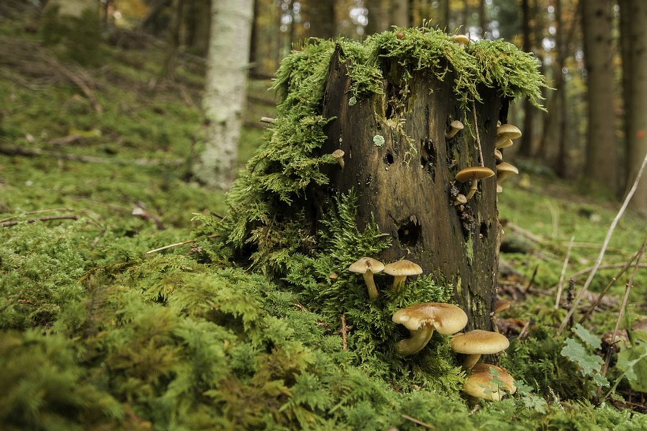 Der Herbst stimmt wehmütig, wenn es in den Wäldern nach vermoderndem Laub, Pilzen und nassem Moos riecht. | Foto: jh