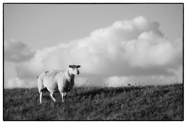Das Schaf sucht den Hirten