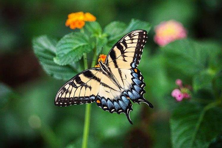 Bastle Deinen eigenen Schmetterling!