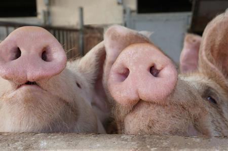 «Tiere dürfen der Kirche nicht egal sein»